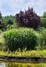 Miscanthus chinaschilf gräser gebraucht kaufen  Wagenhoff