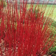 Red twig dogwood for sale  Tazewell