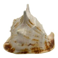 Natural giant horned for sale  Jensen Beach