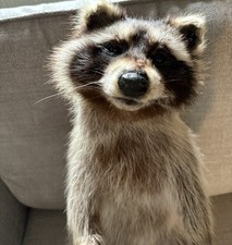Taxidermy soft mount for sale  PWLLHELI