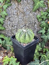 Astrophytum asterias kikko gebraucht kaufen  Worms