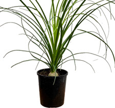 Beaucarnea recurvata elephant for sale  Modesto