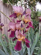 Tall bearded iris for sale  HOUNSLOW