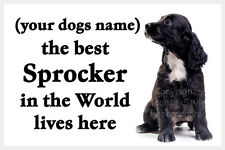 Black sprocker spaniel for sale  SHREWSBURY