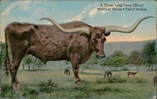 Postcard texas long for sale  Norwich