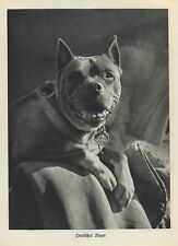 Boxer 1934 vintage for sale  Tampa