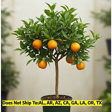 Page mandarin orange for sale  Vero Beach