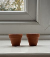 tiny succulents for sale tiny succulents for sale STANSTED