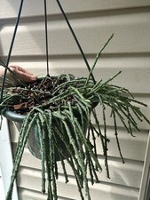 Cynanchum marnierianum bundle for sale  Lexington