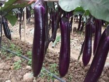 schabracke aubergine gebraucht kaufen  Wuppertal