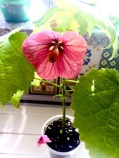 Abutilon megapotamicum.dark pi for sale  ROMFORD