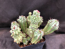 Euphorbia horrida monster usato  Massafra