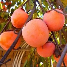 Georgian persimmon tree for sale  ROCHDALE