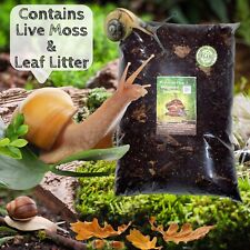 African land snail for sale  MANCHESTER