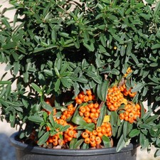 Pyracantha koidzumii navaho usato  Civitella Roveto