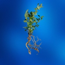 Crepe myrtle seedlings for sale  Milton
