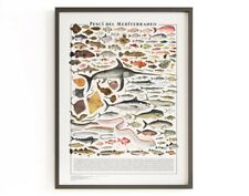 Poster pesci del usato  Palermo