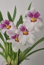 Miltoniopsis orchid plant for sale  MANCHESTER