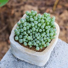 Fenestraria rhopalophylla succ for sale  WOKINGHAM