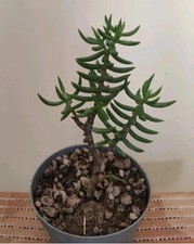 Crassula tetragona altezza usato  Lentini