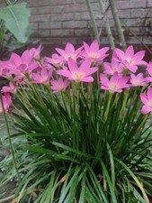 Zephyranthes rosea pink for sale  San Francisco