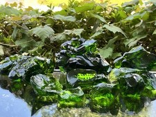 Lot deep green for sale  Huntington