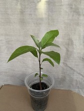 Avocado tree pot for sale  El Monte