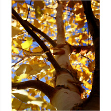 Semi betulla betula usato  Trappeto