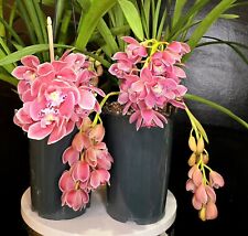 Compact cymbidium sakura for sale  NOTTINGHAM
