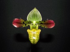 frauenschuh orchidee gebraucht kaufen  Dortmund