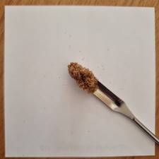 Platycerium madagascariense - zarodniki z instrukcją (niemiecki lub angielski)  na sprzedaż  Wysyłka do Poland