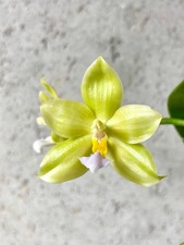 Phalaenopsis sapphirechild orc for sale  USA