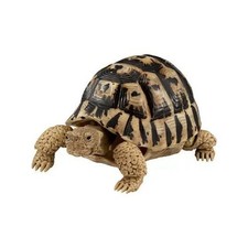 greek tortoise turtle for sale  Sandy
