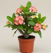 Houseplant crown thorns for sale  Danielson