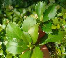 Pachysandra terminalis green for sale  Lincoln Park
