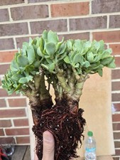 Large group ripple for sale  Morrow