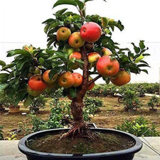 Dwarf exotic bonsai for sale  Denver