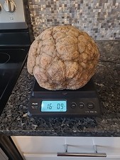 16lb large round for sale  Fortville