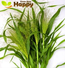 Panic grass frosted for sale Panic grass frosted for sale  DONCASTER