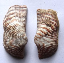 Arca zebra muschel gebraucht kaufen  Deutschland