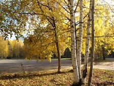 White birch tree for sale  Trabuco Canyon