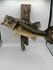 Vintage largemouth bass for sale  Oklahoma City