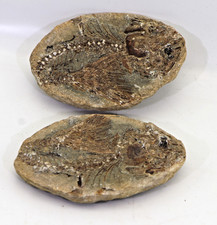 Versteinertes fossil hälften gebraucht kaufen  Duisburg