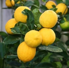 Meyers yellow lemon for sale  Plant City