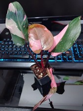Galaxy philodendron pink for sale  BOOTLE