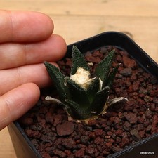 Ariocarpus bravoanus vaso usato  Trevi
