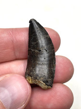 Uncommon 1.46 allosaurus for sale  Cocoa