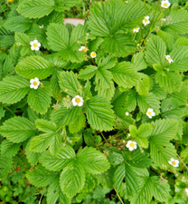 Walderdbeeren meinem naturnahe gebraucht kaufen  Nettersheim