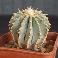 geohintonia usato geohintonia usato Casatenovo