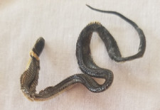 Snake taxidermy northern for sale  Oxford
